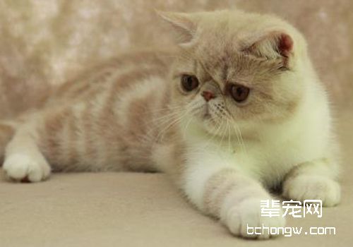 哪些情况会引起猫咪过敏