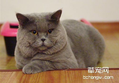 如何治疗及预防猫接触性皮肤炎