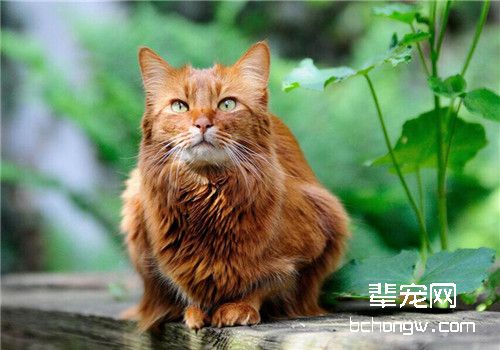 猫咪耳部的各种疾病及治疗方法