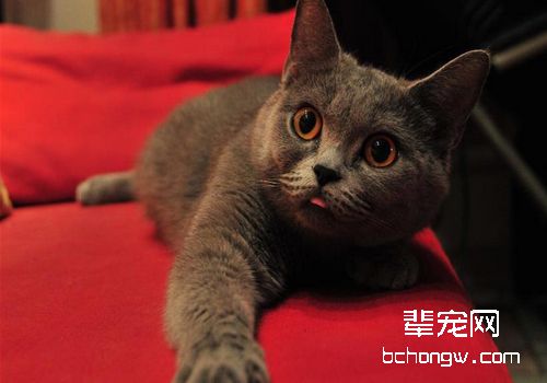 猫接触性皮肤炎有哪些症状