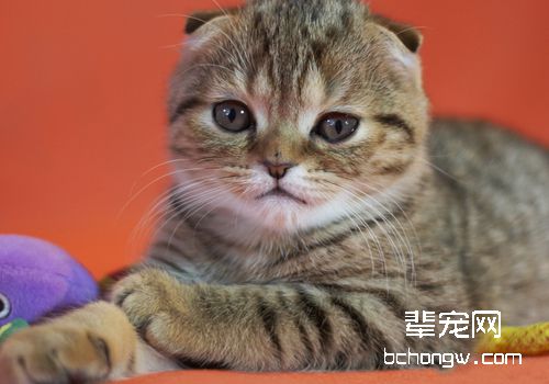 猫咪脚肿的原因有哪些