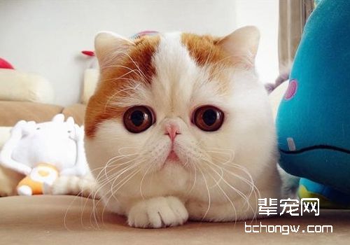 治疗猫鼻腔恶性肿瘤有哪些方法