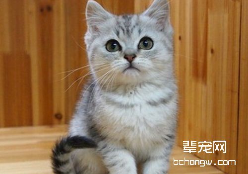 猫接触性皮肤炎简介
