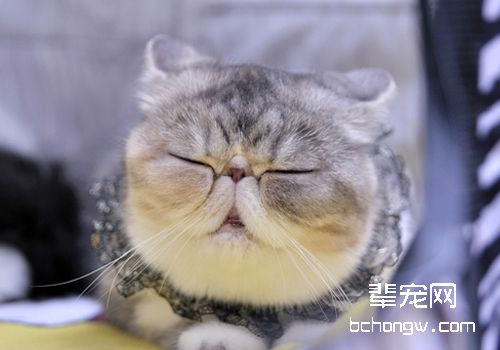 如何判断猫咪是否有鼻腔恶性肿瘤