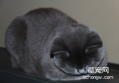 如何治疗猫钱癣