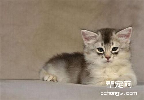 猫咪狂犬病的严重性之如何预防