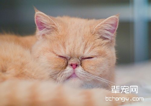 猫鼻腔恶性肿瘤简介