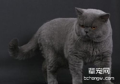 猫钱癣有哪些特征
