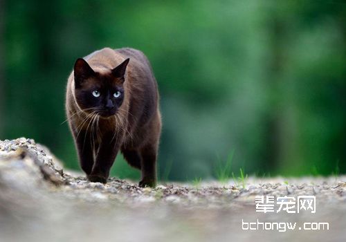垂体肿瘤会让猫咪出现什么症状
