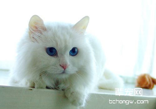 猫钩虫病的症状有哪些