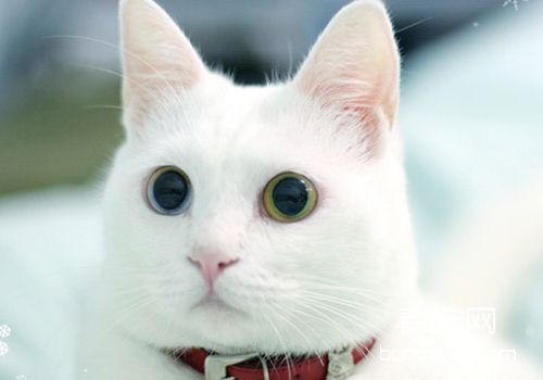 猫咪是如何感染钩虫病的
