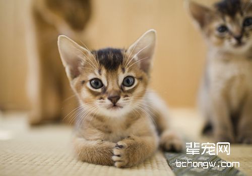 猫咪患慢性牙龈炎怎么办