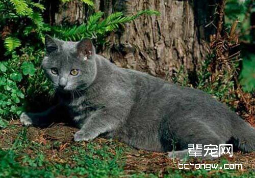 治疗猫泡翼线虫病的方法有哪些