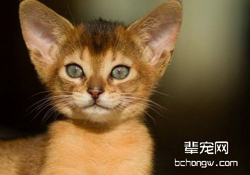 慢性牙龈炎对猫咪会产生哪些影响