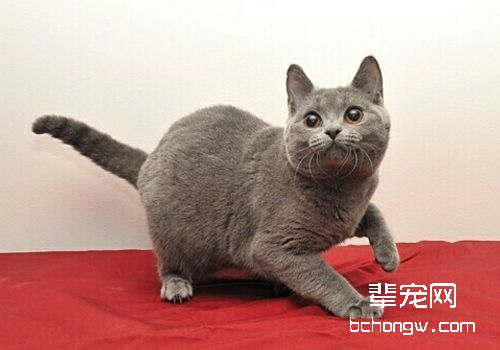 猫泡翼线虫病的病症有哪些
