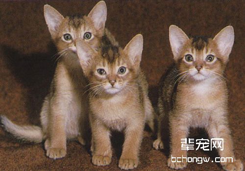 引起猫咪慢性牙龈炎的原因有哪些