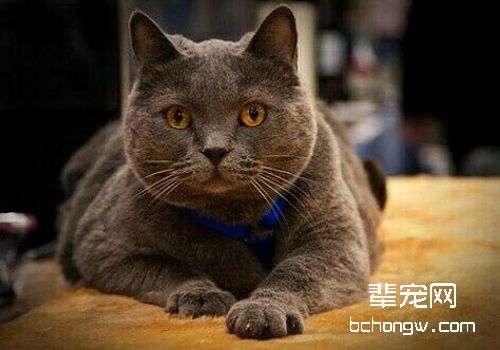 猫泡翼线虫病的病因是什么