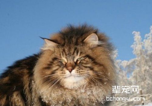 怎样治疗猫博代氏菌病