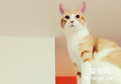 如何治疗猫视网膜炎