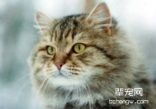 猫博代氏菌病有哪些病症