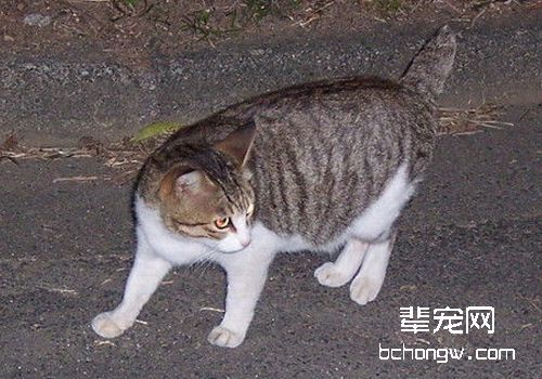 患视网膜炎的猫咪有哪些症状