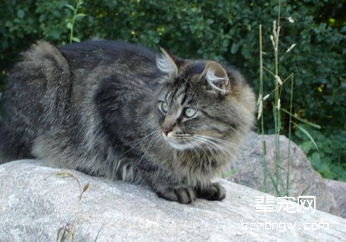猫博代氏菌病的病因是什么