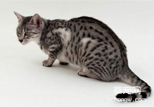 猫视网膜炎的致病因有哪些