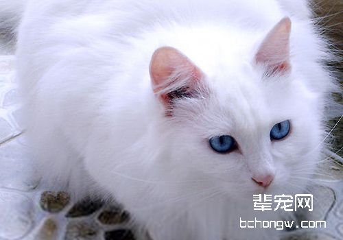 如何防治猫钩虫病