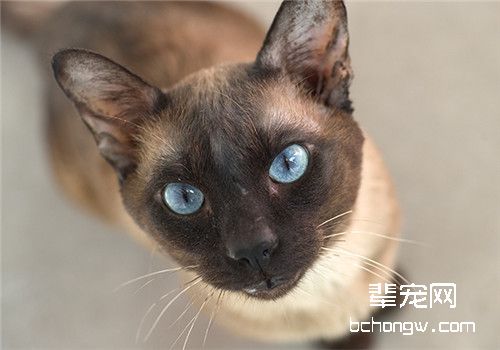 猫咪肺炎的病因分析