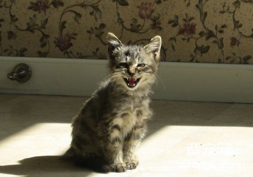 如何治疗猫圆线虫病