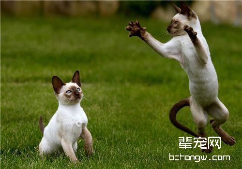 猫咪肺炎的治疗原则
