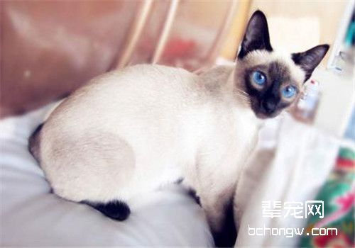 猫咪肺炎的临床症状