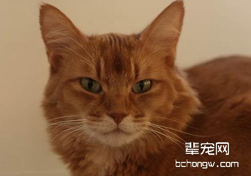 肥大细胞瘤的症状有哪些