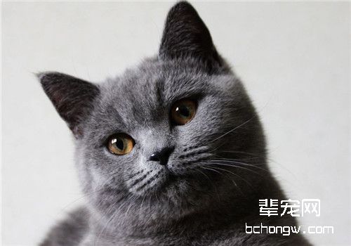 猫咪支气管肺炎的临床症状