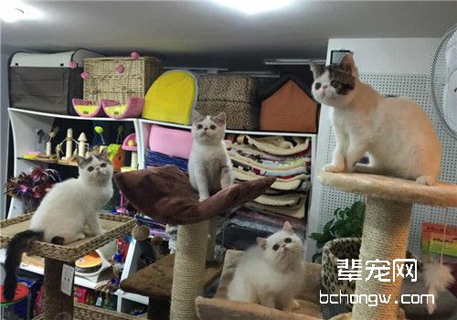 猫艾滋病的症状有哪些
