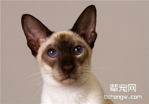 猫咪阴囊疝的治疗要点