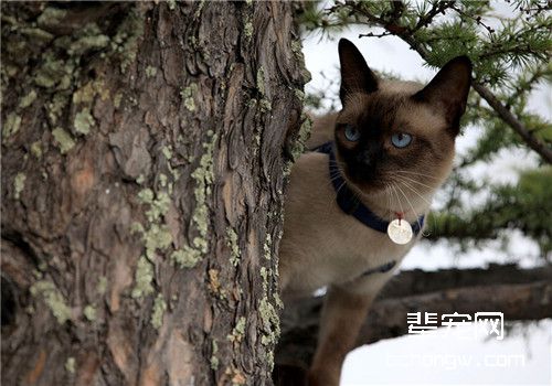 猫咪气管支气管炎的发病原因