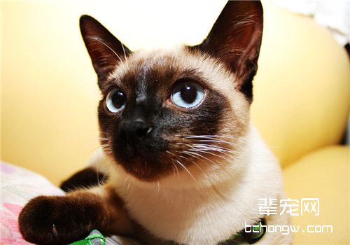 猫咪阴囊疝的临床症状