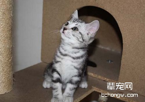 如何判断猫有无下泌尿道疾病