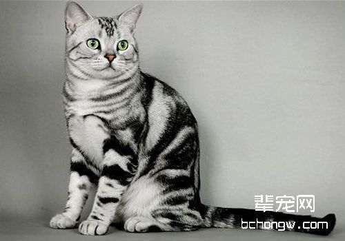 猫咪巨食道症有何症状