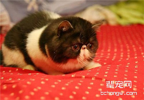 猫艾滋病的病原分析