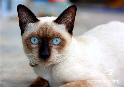 猫咪鼻炎的三种治疗方法