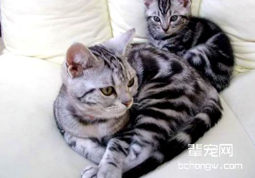 猫下泌尿道疾病有哪些症状