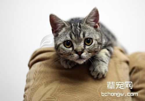 引发猫咪巨食道症的原因