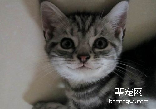 猫杯状病毒有哪些症状