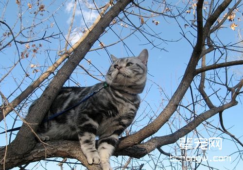 引起猫下泌尿道疾病的原因有哪些