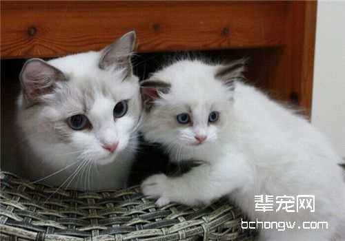 猫咪体外常见的外寄生虫之跳蚤