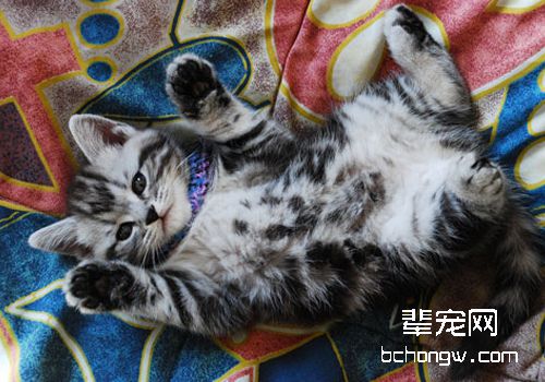 引发猫杯状病毒的原因有哪些