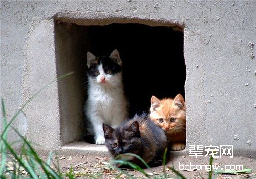 猫咪体外常见的外寄生虫之壁虱
