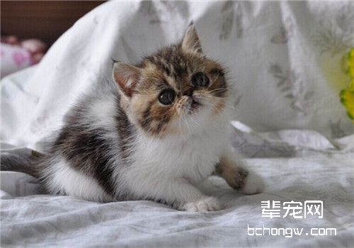 猫艾滋病的诊断与防治措施